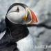 puffin_atlantic_msi_h_2672_can2058.jpg